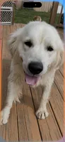 Fancy She So Sweet Of Rolling Hills , a female English Cream Golden Retriever for sale in Virginia, VA – 2 of 7