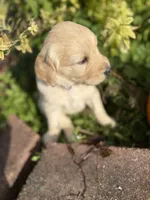 Tanya , a female Goldendoodle for sale in Virginia, VA – 2 of 10