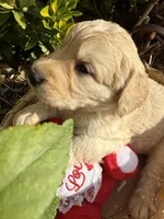 Lilly Rose , a female Goldendoodle for sale in Virginia, VA – 3 of 10