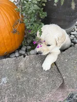 Jasmine , a female Goldendoodle for sale in Virginia, VA – 6 of 10