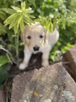 Tanya , a female Goldendoodle for sale in Virginia, VA – 6 of 10