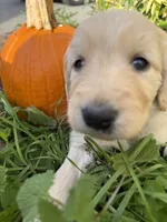 Tanya , a female Goldendoodle for sale in Virginia, VA – 10 of 10