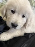 Ringo , a male English Cream Golden Retriever for sale in Virginia, VA – 3 of 10