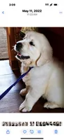 Ringo , a male English Cream Golden Retriever for sale in Virginia, VA – 2 of 10