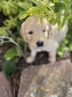 Tanya , a female Goldendoodle for sale in Virginia, VA – 3 of 10