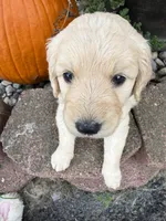 Jasmine , a female Goldendoodle for sale in Virginia, VA – 2 of 10