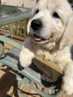 Snowflake , a female English Cream Golden Retriever for sale in Virginia, VA – 8 of 10