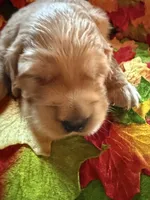 Prince , a male Golden Retriever for sale in Virginia, VA – 6 of 10