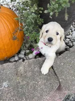 Jasmine , a female Goldendoodle for sale in Virginia, VA – 4 of 10