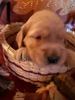 Princess , a female Golden Retriever for sale in Virginia, VA – 6 of 10