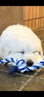 Ringo , a male English Cream Golden Retriever for sale in Virginia, VA – 5 of 10