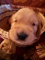 Princess , a female Golden Retriever for sale in Virginia, VA – 10 of 10