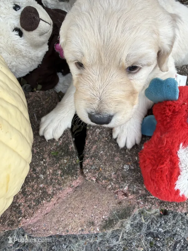 Nipper – Goldendoodle puppy for sale in Virginia, VA