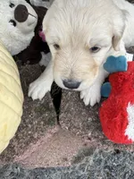Nipper, a male Goldendoodle for sale in Virginia, VA – 1 of 10