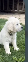 Snowflake , a female English Cream Golden Retriever for sale in Virginia, VA – 2 of 10