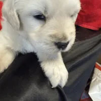 Blizzard, a male English Cream Golden Retriever for sale in Virginia, VA – Photo 3 of 10