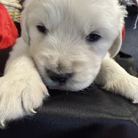 Blizzard, a male English Cream Golden Retriever for sale in Virginia, VA – Photo 1 of 10