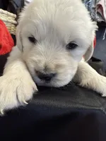 Blizzard, a male English Cream Golden Retriever for sale in Virginia, VA – Photo 1 of 10