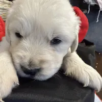 Blizzard, a male English Cream Golden Retriever for sale in Virginia, VA – Photo 10 of 10
