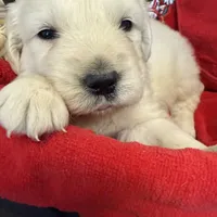 Blizzard, a male English Cream Golden Retriever for sale in Virginia, VA – Photo 7 of 10