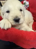 Blizzard, a male English Cream Golden Retriever for sale in Virginia, VA – Photo 7 of 10