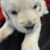 Blizzard, a male English Cream Golden Retriever for sale in Virginia, VA – Photo 9 of 10
