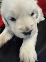 Blizzard, a male English Cream Golden Retriever for sale in Virginia, VA – Photo 9 of 10