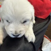 Blizzard, a male English Cream Golden Retriever for sale in Virginia, VA – Photo 6 of 10