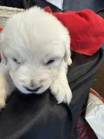 Blizzard, a male English Cream Golden Retriever for sale in Virginia, VA – Photo 6 of 10