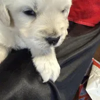Blizzard, a male English Cream Golden Retriever for sale in Virginia, VA – Photo 2 of 10