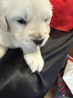 Blizzard, a male English Cream Golden Retriever for sale in Virginia, VA – Photo 2 of 10