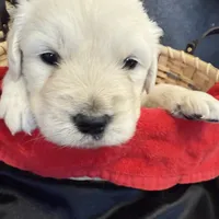Blizzard, a male English Cream Golden Retriever for sale in Virginia, VA – Photo 5 of 10