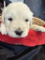 Blizzard, a male English Cream Golden Retriever for sale in Virginia, VA – Photo 5 of 10