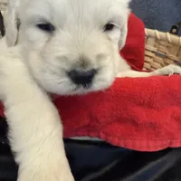 Blizzard, a male English Cream Golden Retriever for sale in Virginia, VA – Photo 4 of 10