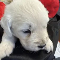 Blizzard, a male English Cream Golden Retriever for sale in Virginia, VA – Photo 8 of 10