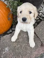 Jasmine , a female Goldendoodle for sale in Virginia, VA – 7 of 10