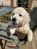 Snowflake , a female English Cream Golden Retriever for sale in Virginia, VA – 9 of 10