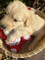 Lilly Rose , a female Goldendoodle for sale in Virginia, VA – 5 of 10