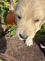 Jasper, a male Goldendoodle for sale in Virginia, VA – 5 of 10