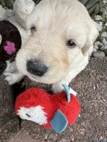 Nipper, a male Goldendoodle for sale in Virginia, VA – 3 of 10