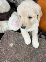 Melody , a female Goldendoodle for sale in Virginia, VA – 7 of 10