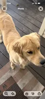 Charlie, a male Golden Retriever for sale in Virginia, VA – 5 of 9