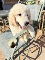 Ringo , a male Golden Retriever for sale in Virginia, VA – 7 of 10