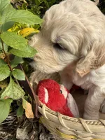 Blizzard , a male Goldendoodle for sale in Virginia, VA – 2 of 10