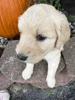 Jasmine , a female Goldendoodle for sale in Virginia, VA – 3 of 10