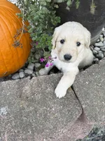 Jasmine , a female Goldendoodle for sale in Virginia, VA – 9 of 10