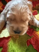 Prince , a male Golden Retriever for sale in Virginia, VA – 7 of 10