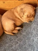 Prince , a male Golden Retriever for sale in Virginia, VA – 9 of 10
