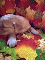 Prince , a male Golden Retriever for sale in Virginia, VA – 5 of 10