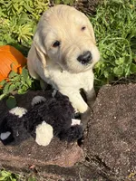 Jasper, a male Goldendoodle for sale in Virginia, VA – 7 of 10